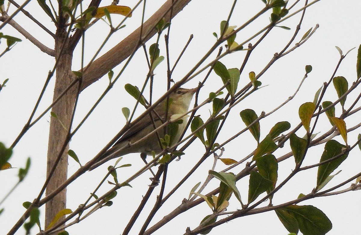 Blyth's Reed Warbler - ML623941352