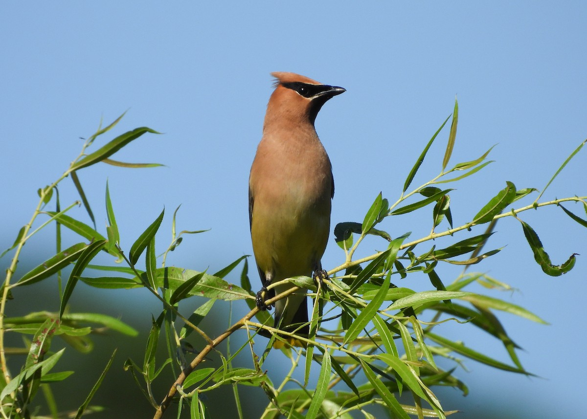Cedar Waxwing - ML623941356