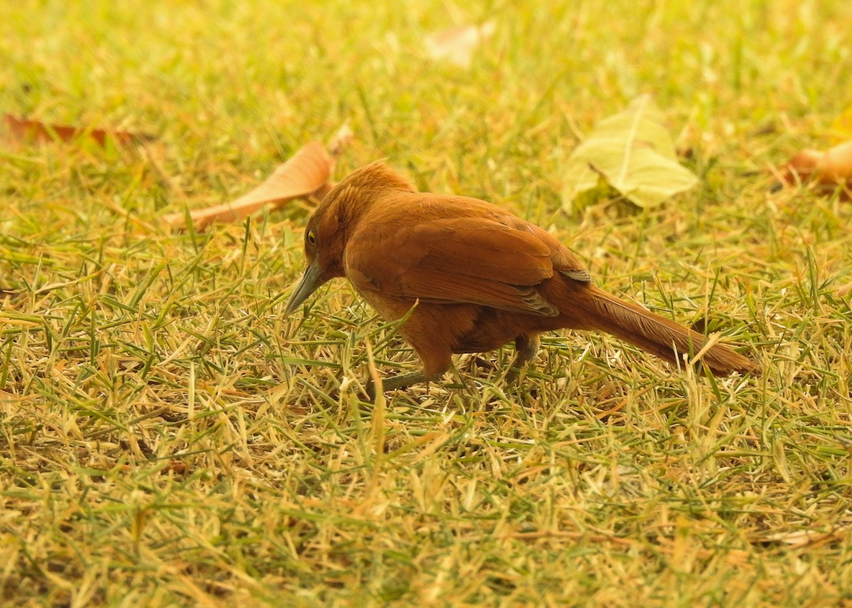 Rufous Cacholote - ML623941393