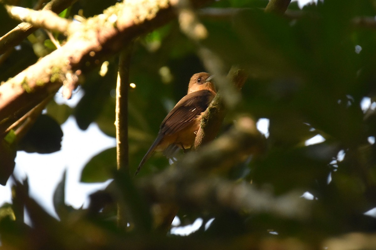 Black-goggled Tanager - ML623941412