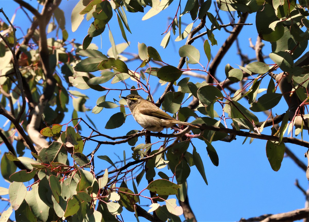 Yellow-faced Honeyeater - ML623941446