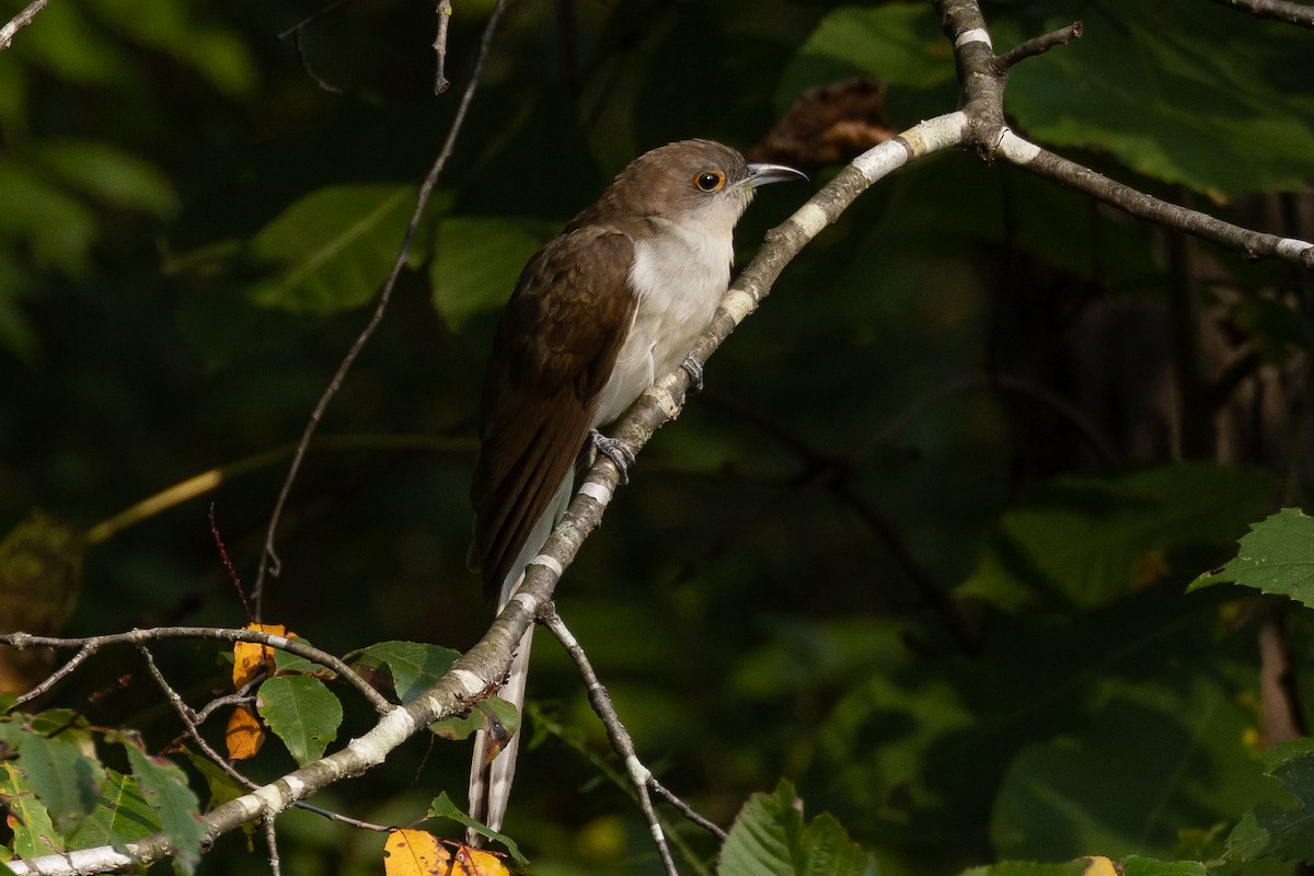 Black-billed Cuckoo - ML623941461