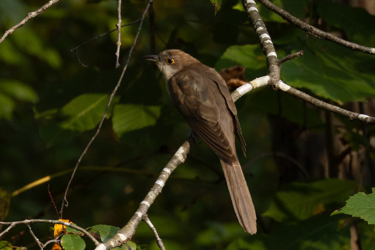 Black-billed Cuckoo - ML623941462