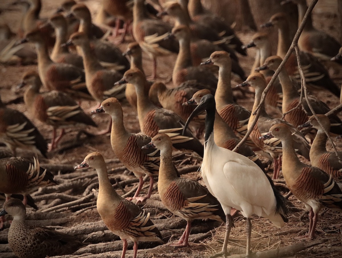 Plumed Whistling-Duck - ML623941499