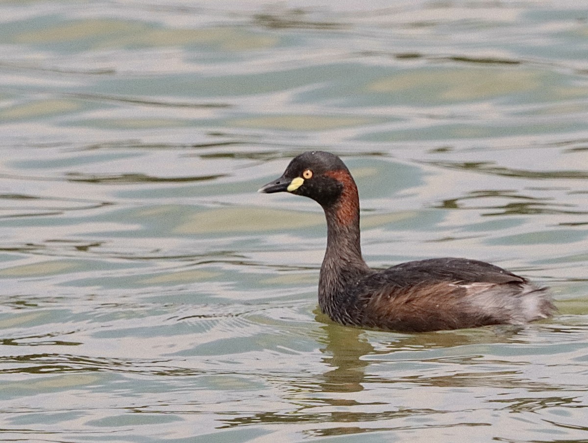 Australasian Grebe - ML623941503