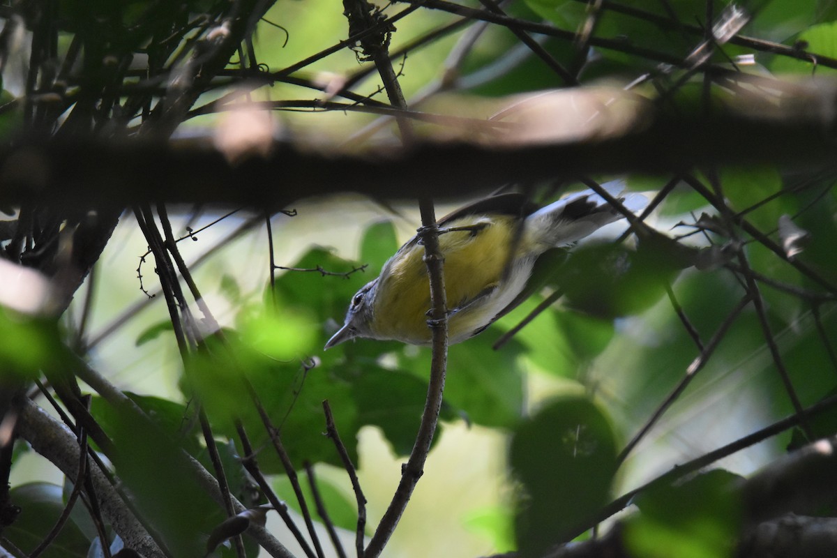 Rufous-margined Antwren - ML623941511