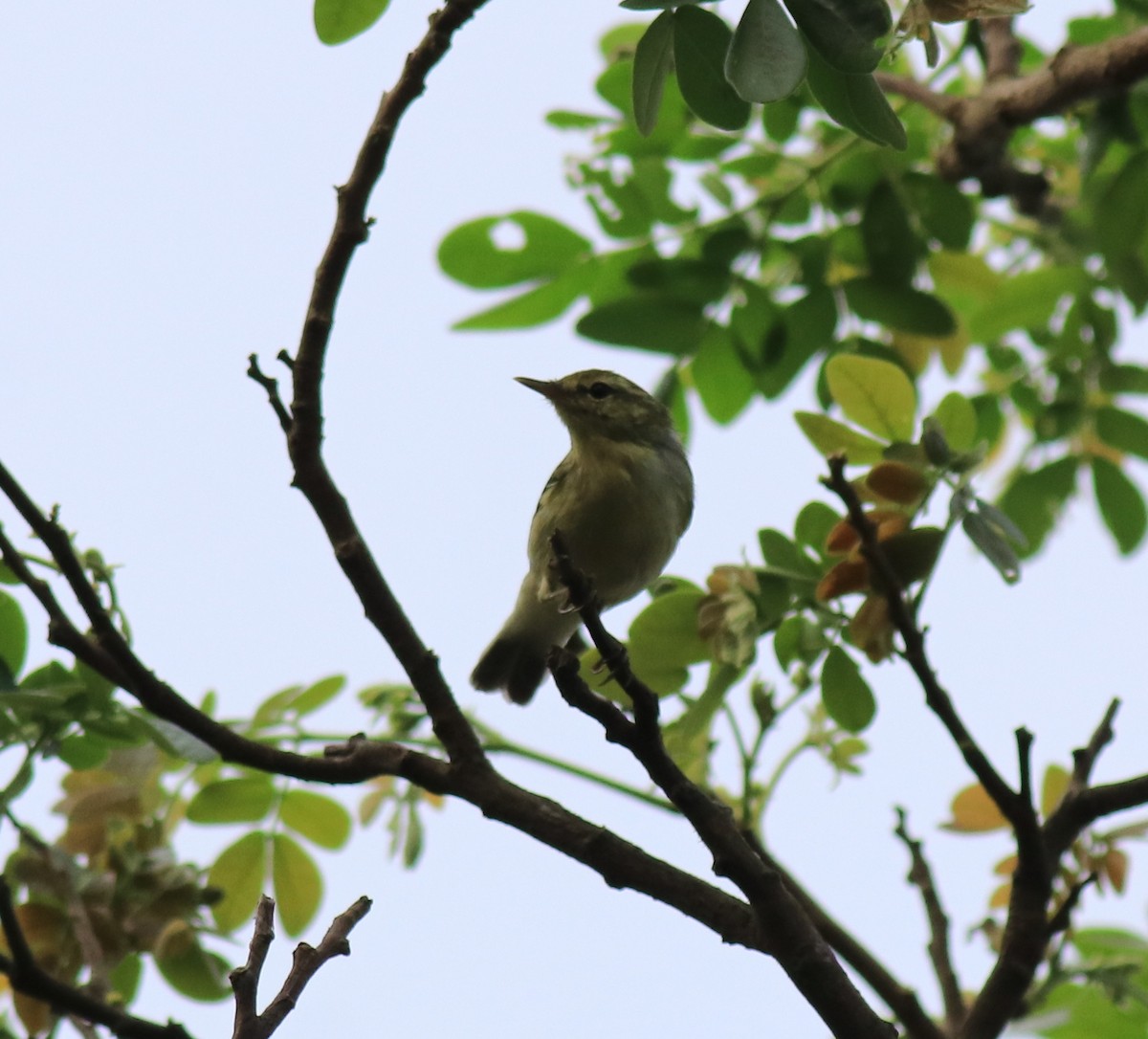 Green Warbler - Afsar Nayakkan