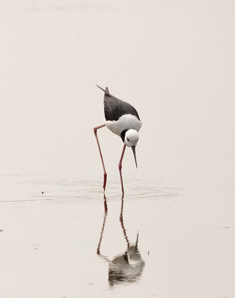 Pied Stilt - ML623941526