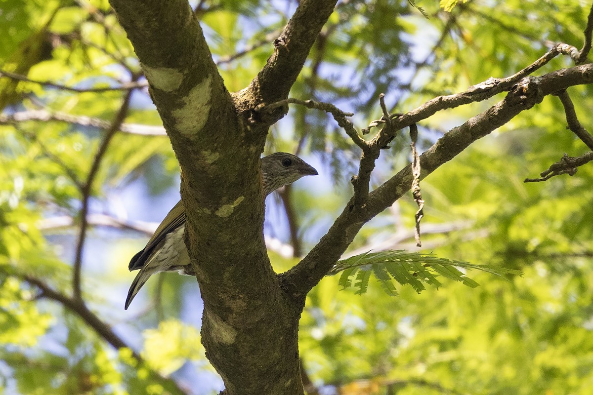 Scaly-throated Honeyguide - ML623941545