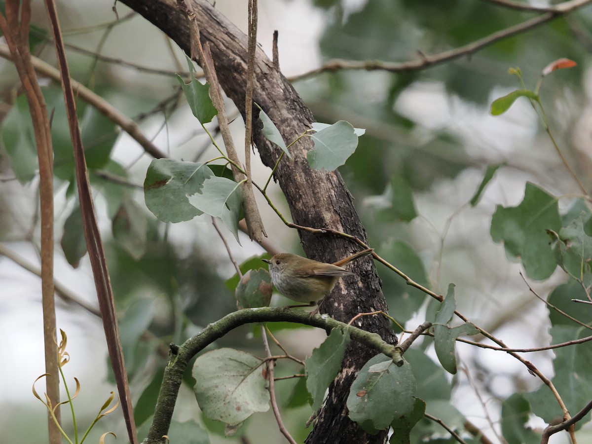 Brown Thornbill - Tony Richards