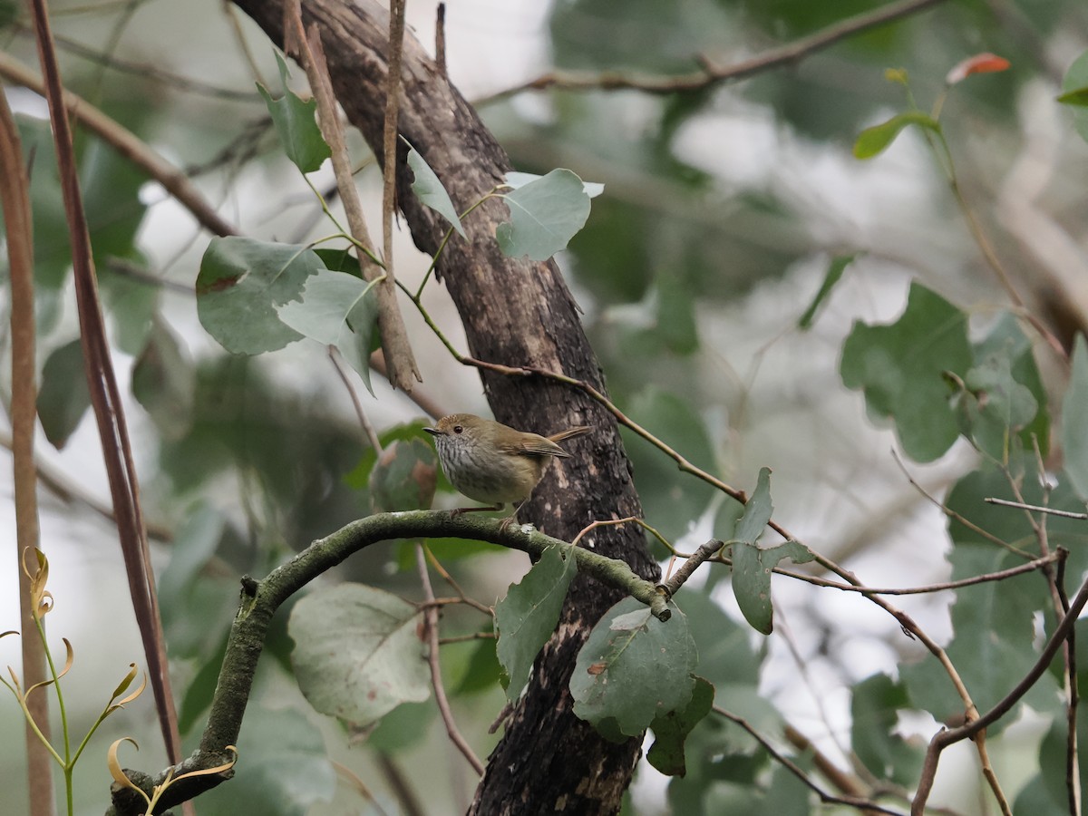 Brown Thornbill - Tony Richards