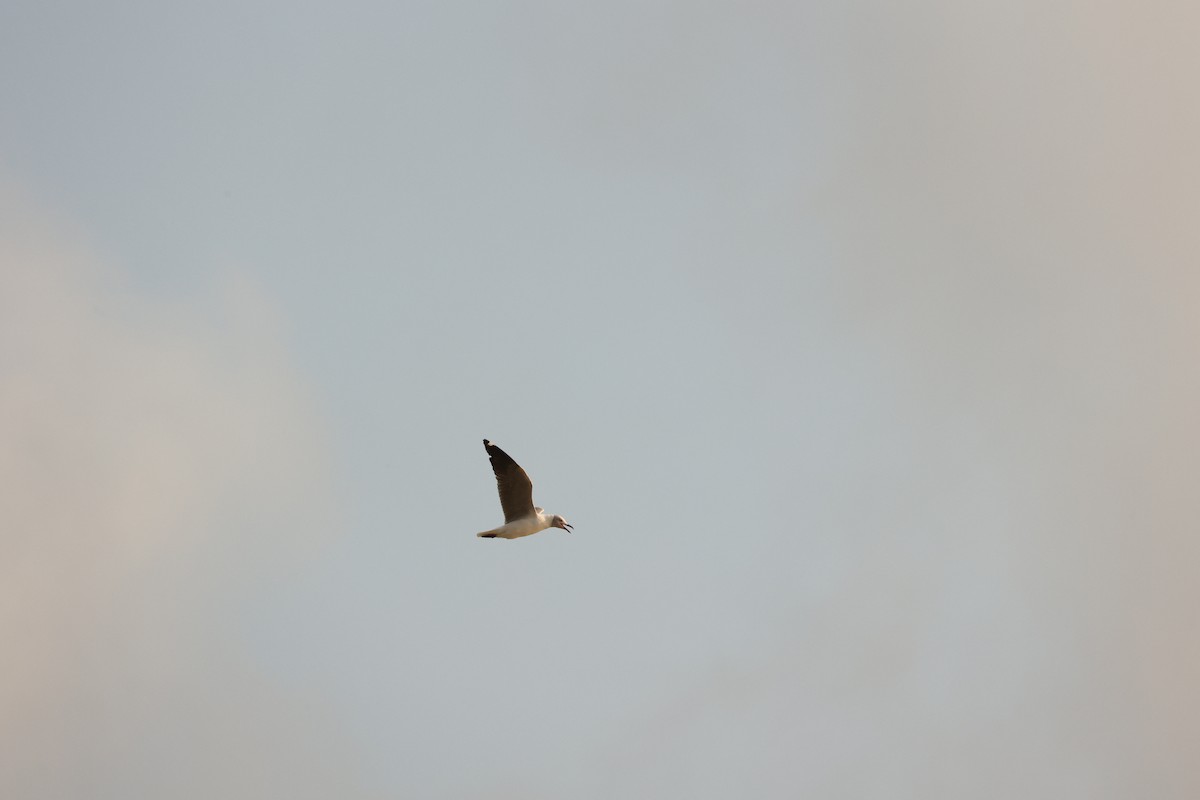 Gray-hooded Gull - ML623941567