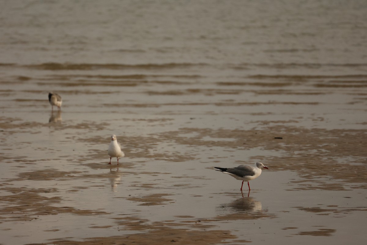 Gray-hooded Gull - ML623941568