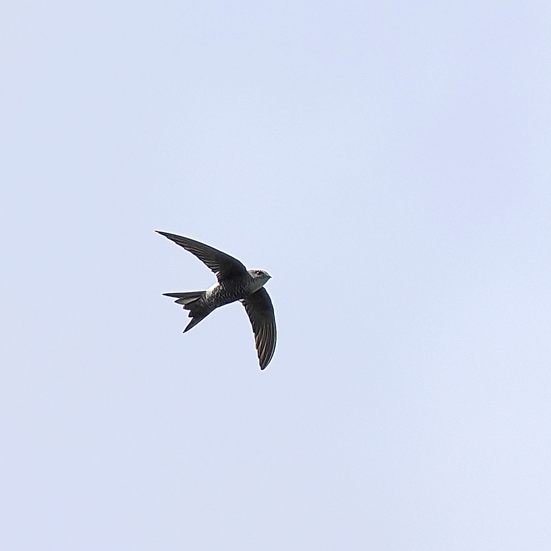 Pacific Swift - Tom Chen