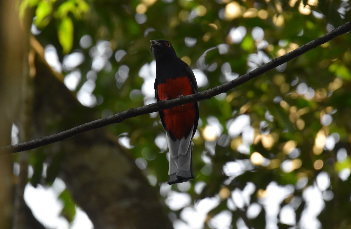 Surucua Trogon - ML623941598