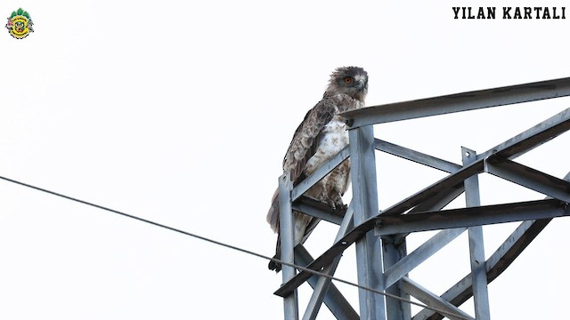 Short-toed Snake-Eagle - ML623941607