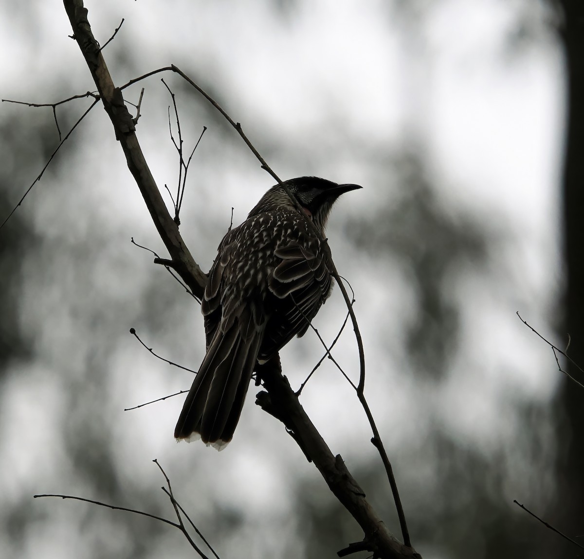 Red Wattlebird - ML623941608