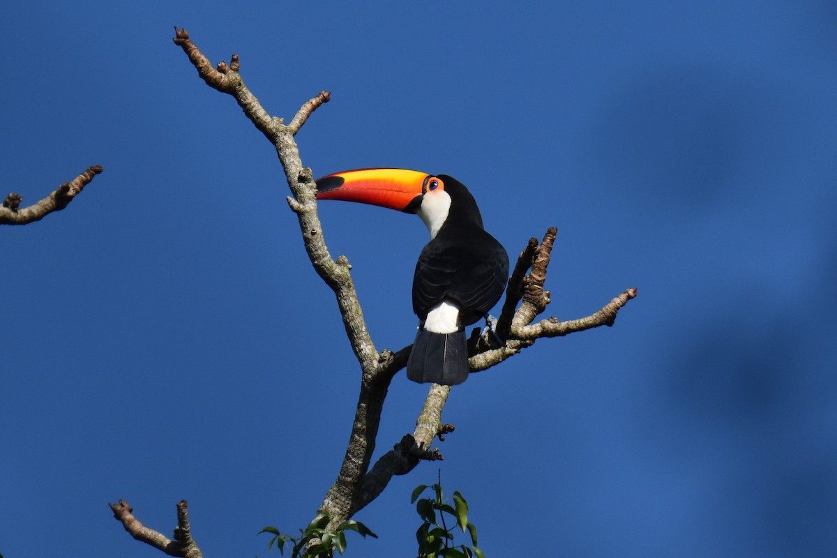 Toco Toucan - ML623941618