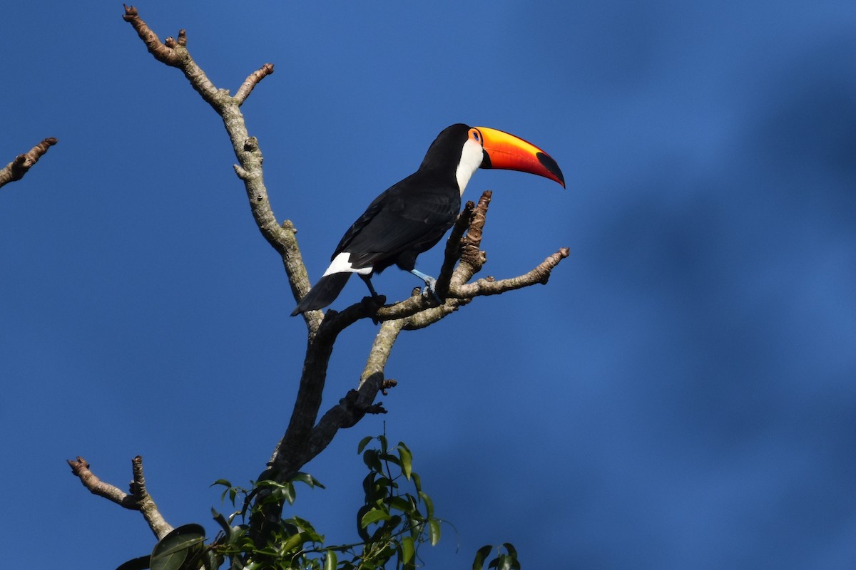 Toco Toucan - ML623941619