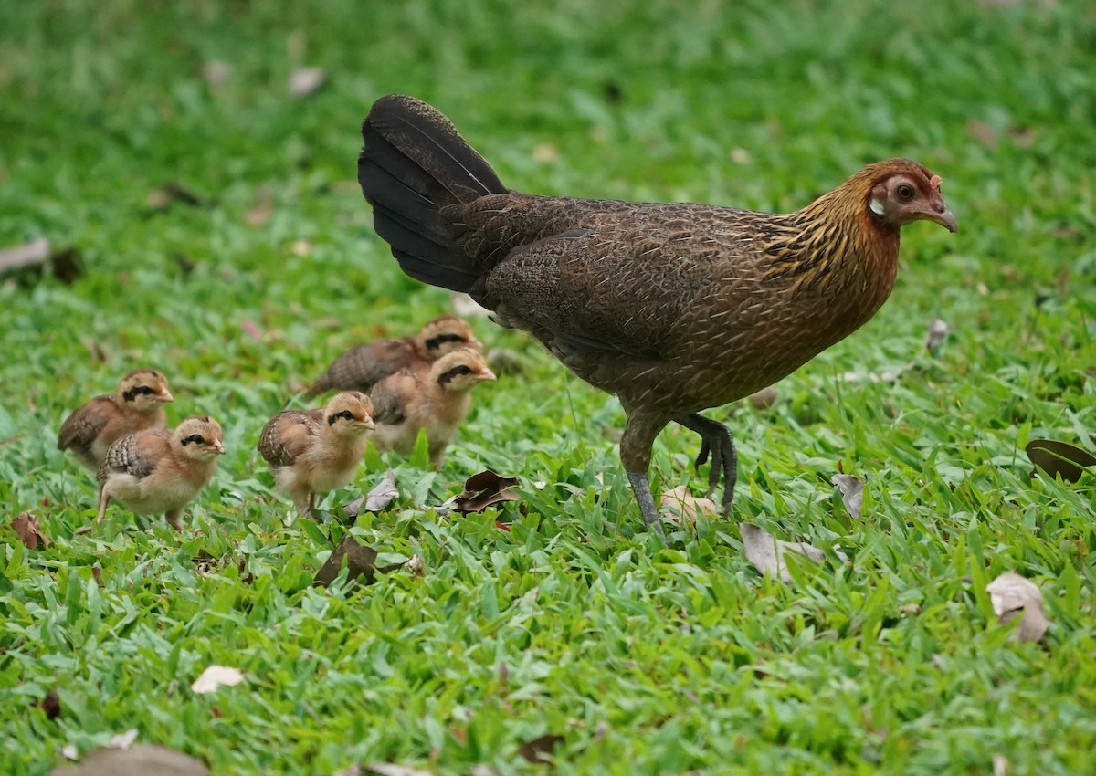 Red Junglefowl (Domestic type) - ML623941629