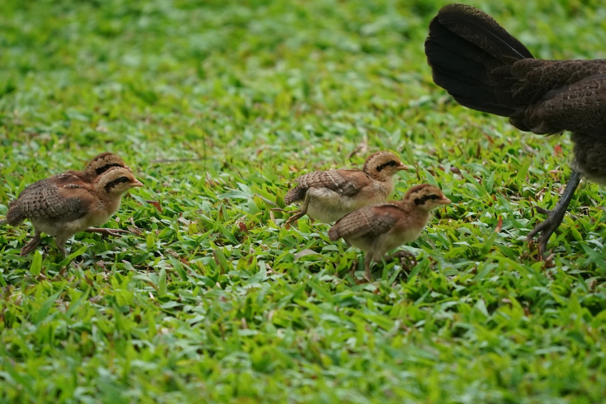 Red Junglefowl (Domestic type) - ML623941630