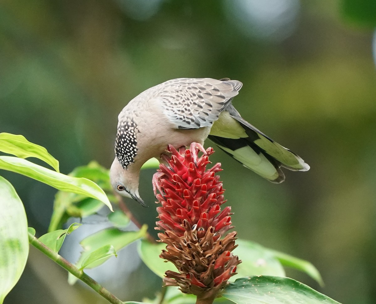 Spotted Dove - ML623941652