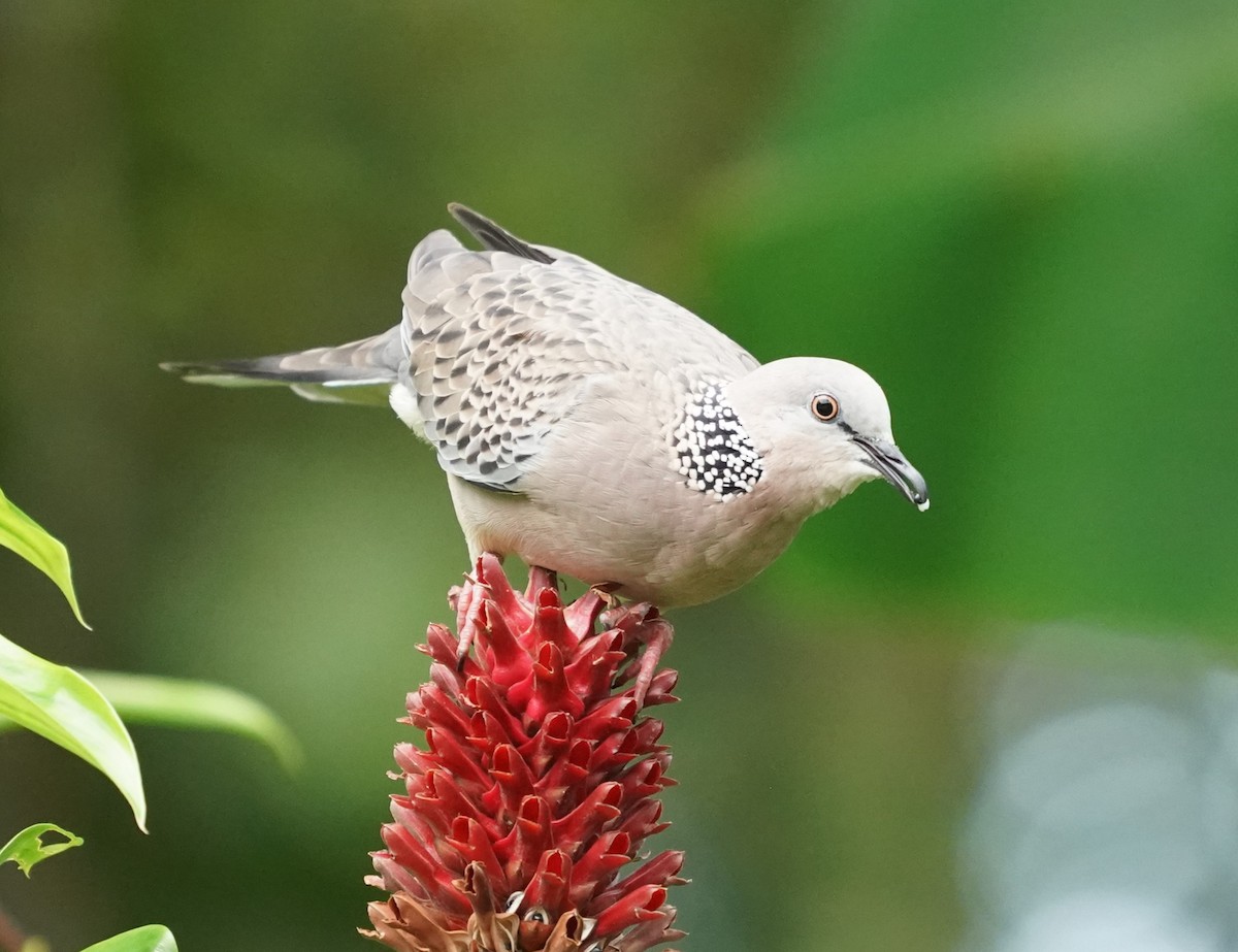 Spotted Dove - ML623941653