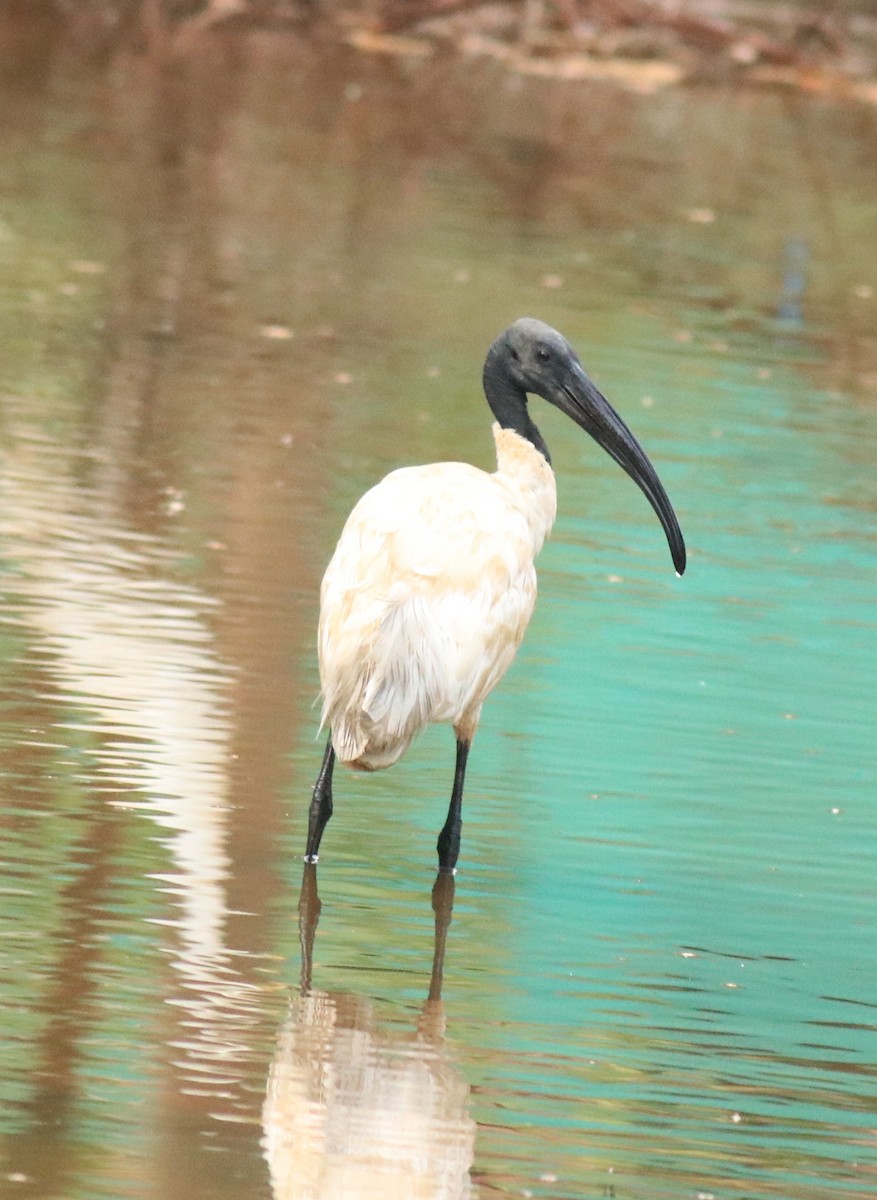 Black-headed Ibis - ML623941656