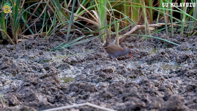 Water Rail - ML623941657