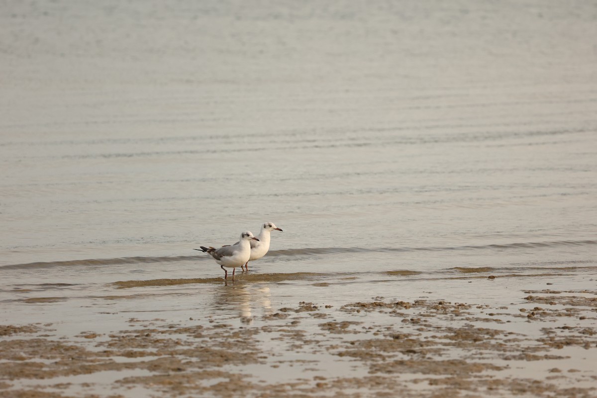 Gray-hooded Gull - ML623941667