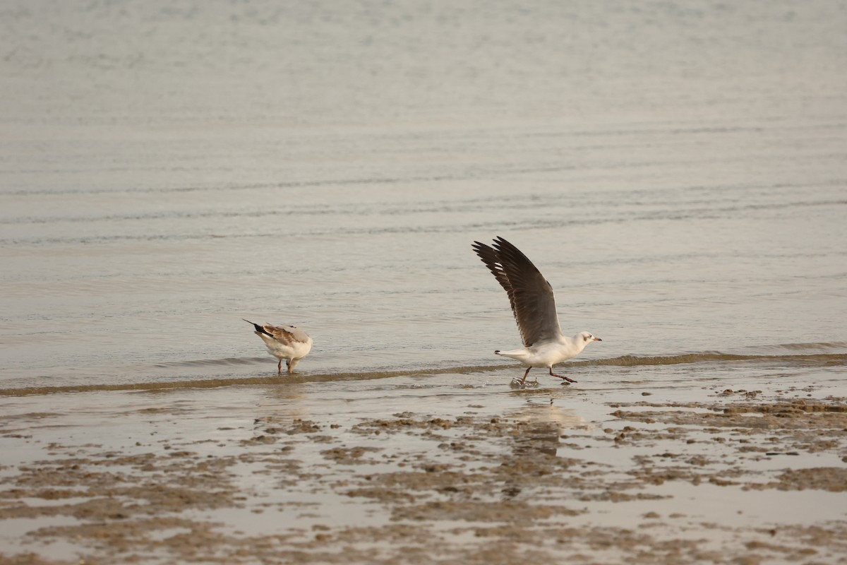 Gray-hooded Gull - ML623941669