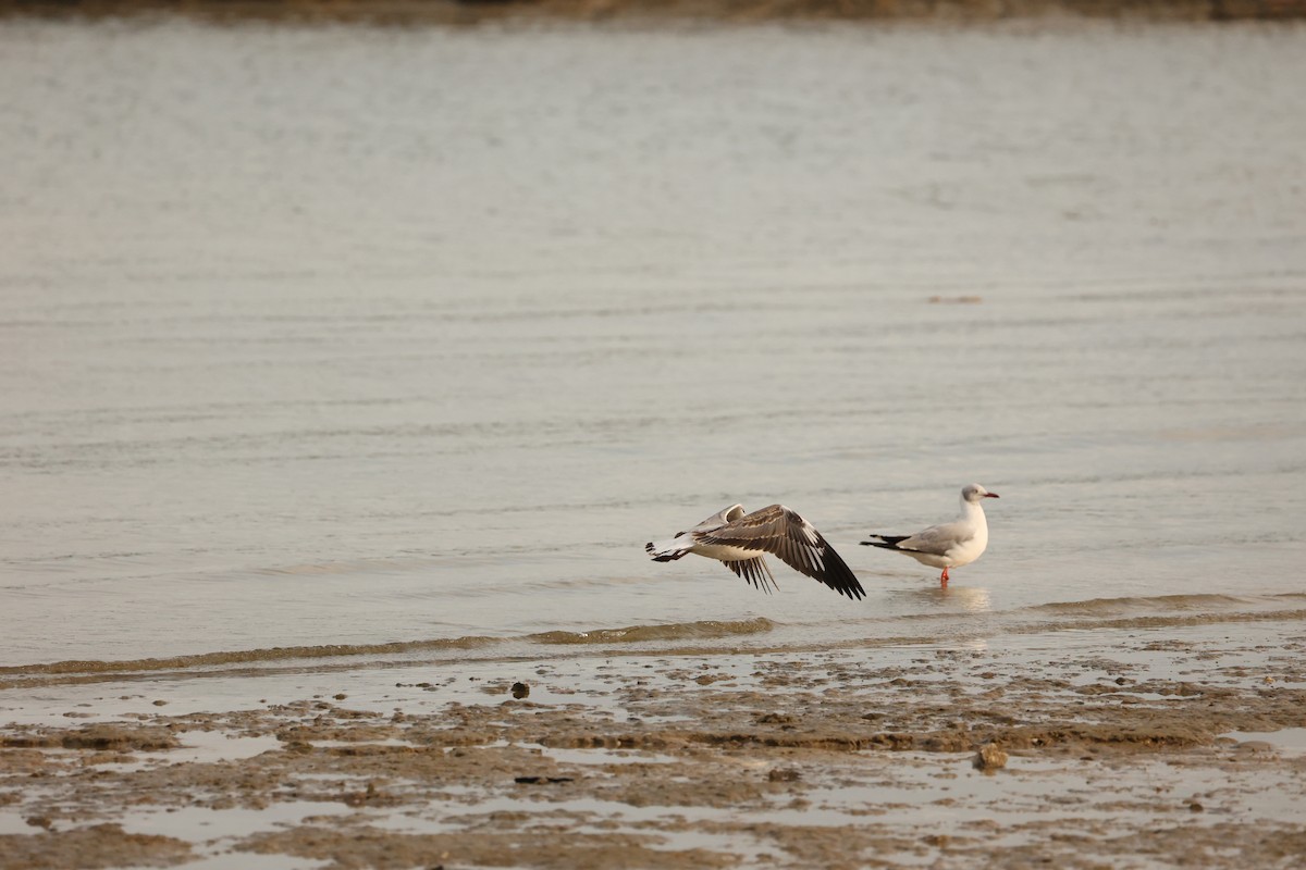 Gray-hooded Gull - ML623941670