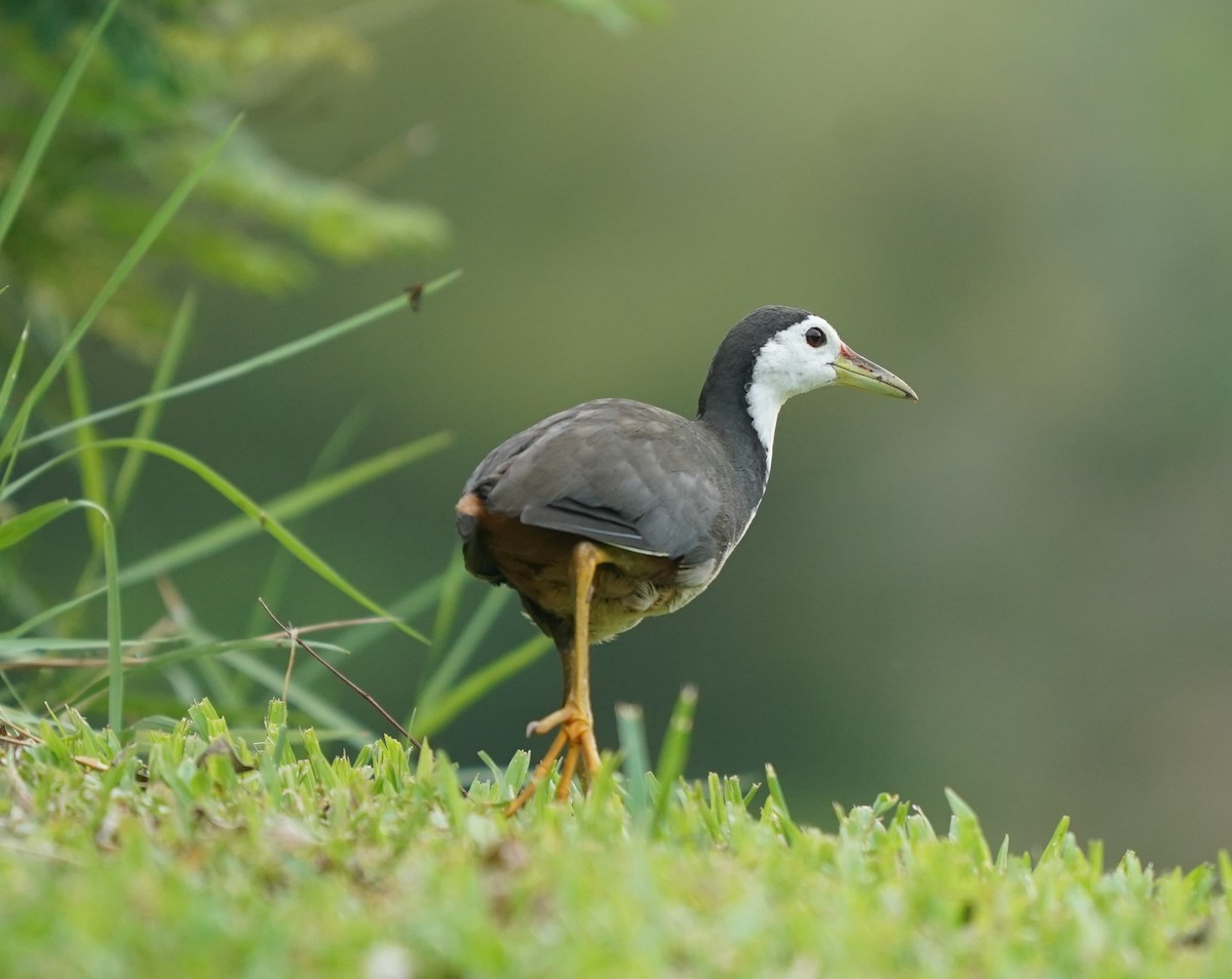 White-breasted Waterhen - ML623941677