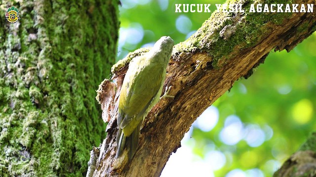 Gray-headed Woodpecker - ML623941686