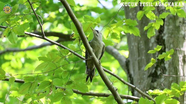 Буурал тоншуул - ML623941687
