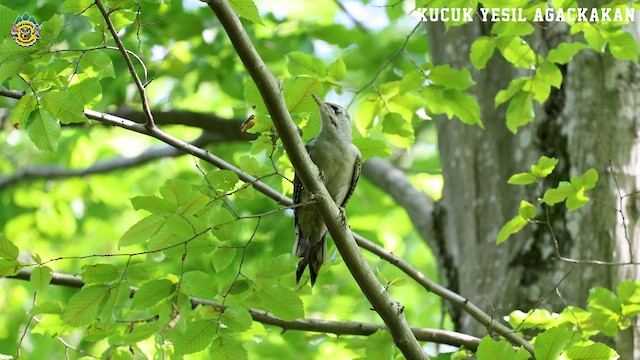 Gray-headed Woodpecker - ML623941687