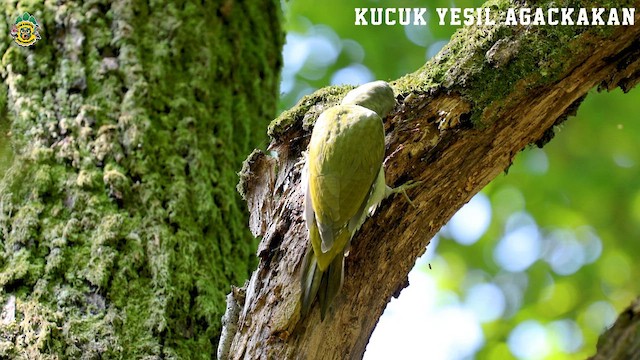 Gray-headed Woodpecker - ML623941688