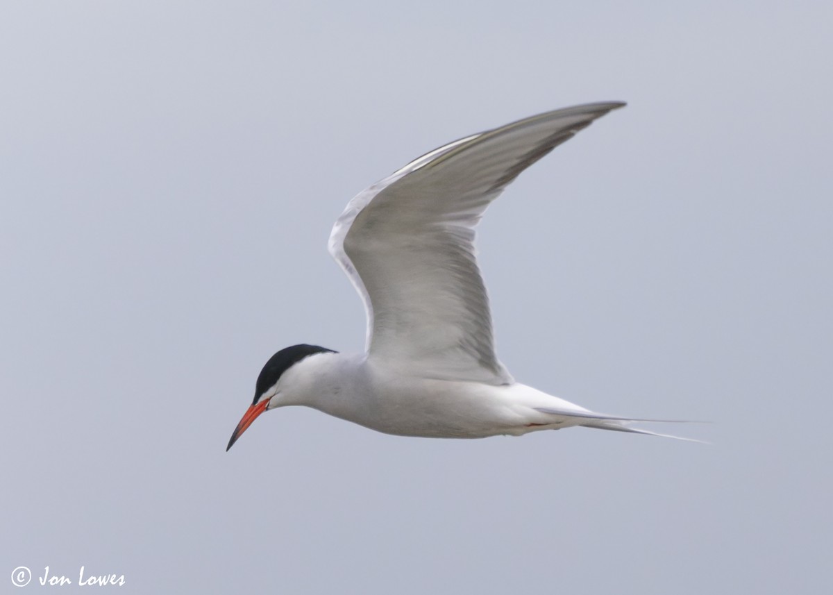 Common Tern (hirundo/tibetana) - ML623941704