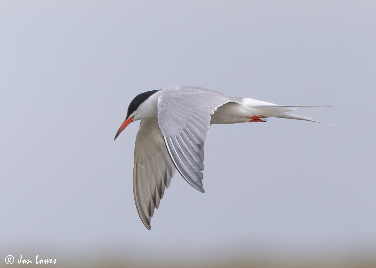 Common Tern (hirundo/tibetana) - ML623941705