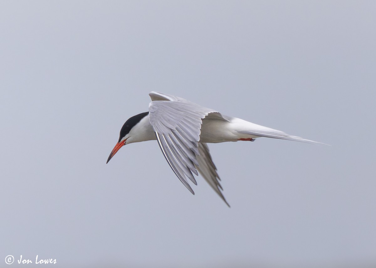 Common Tern (hirundo/tibetana) - ML623941706