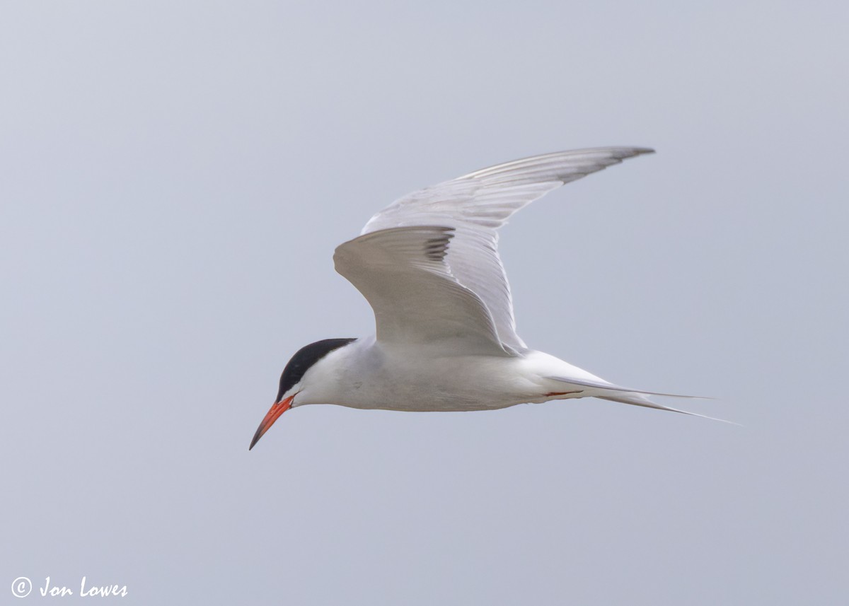 Common Tern (hirundo/tibetana) - ML623941707