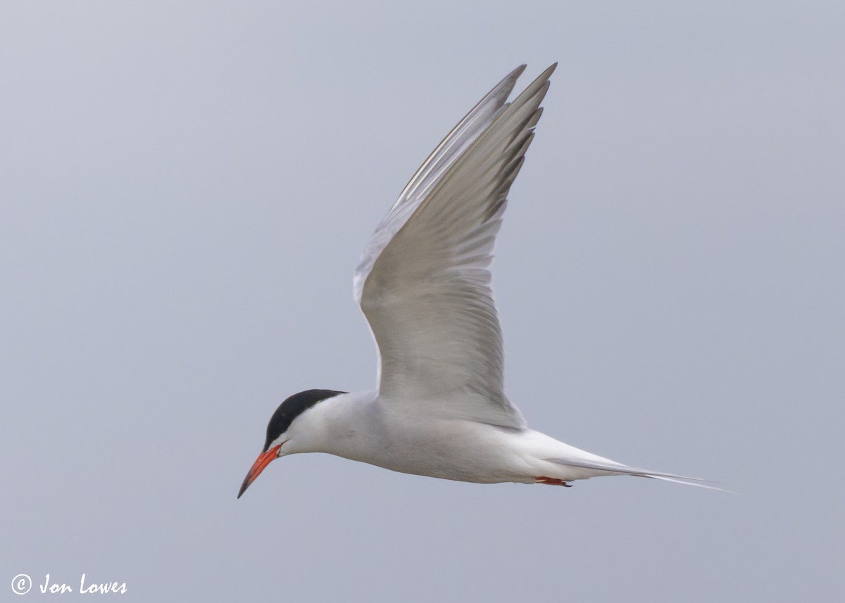 Common Tern (hirundo/tibetana) - ML623941708