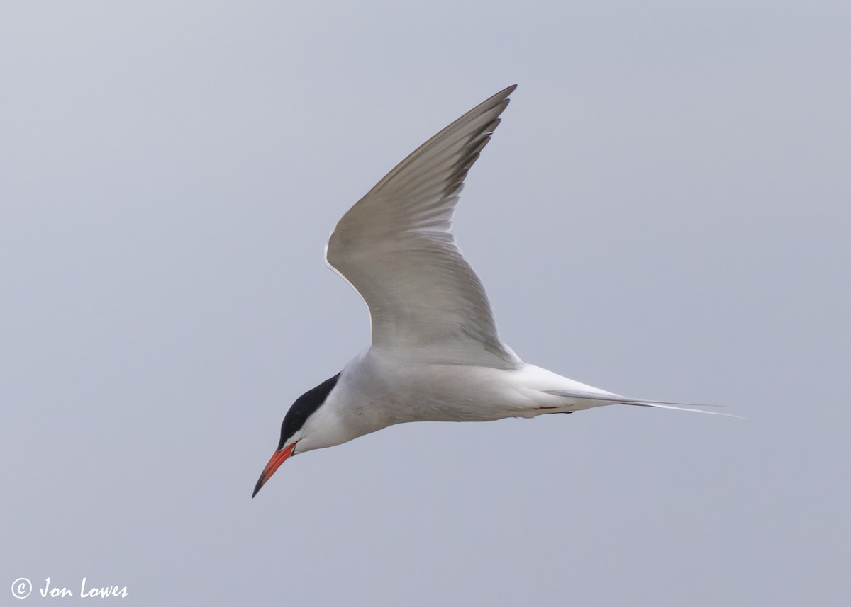 Common Tern (hirundo/tibetana) - ML623941709