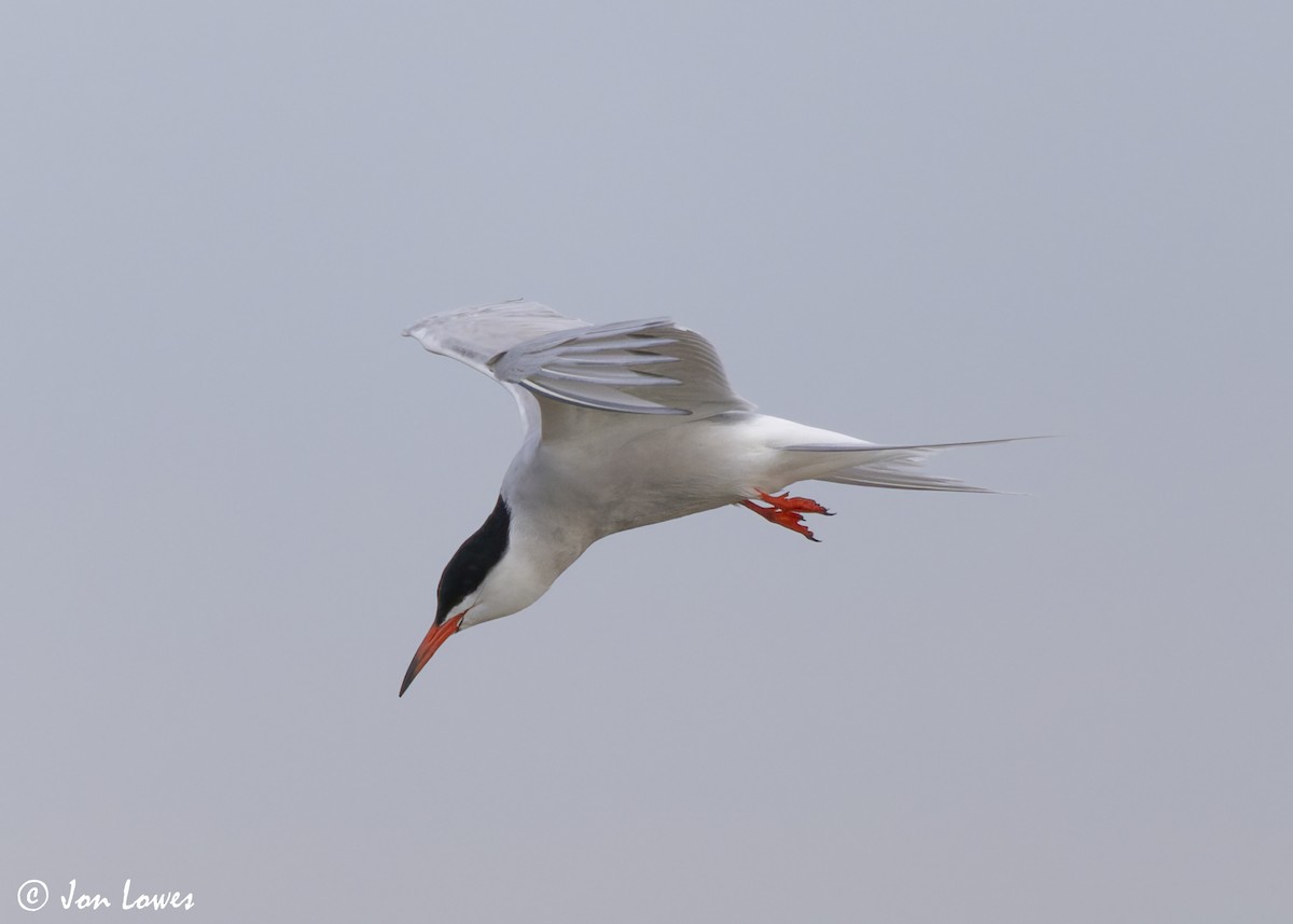 Common Tern (hirundo/tibetana) - ML623941710