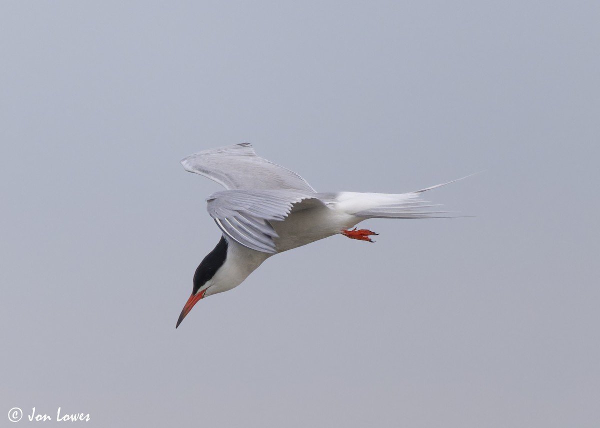 Common Tern (hirundo/tibetana) - ML623941711