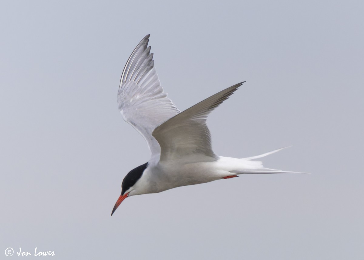 Common Tern (hirundo/tibetana) - ML623941712