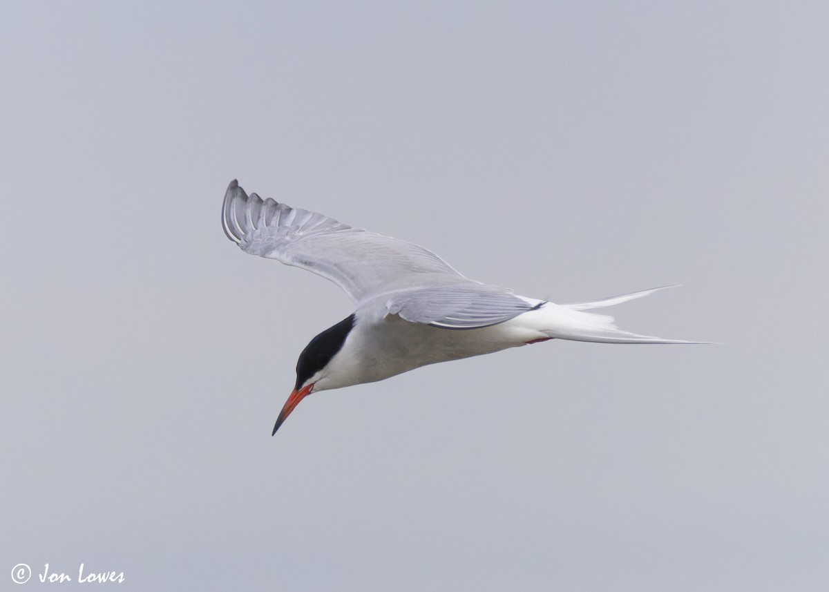 Common Tern (hirundo/tibetana) - ML623941713