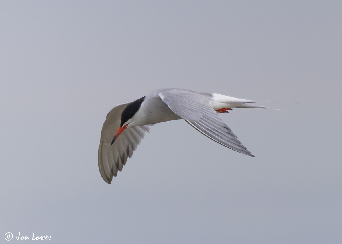 Common Tern (hirundo/tibetana) - ML623941714