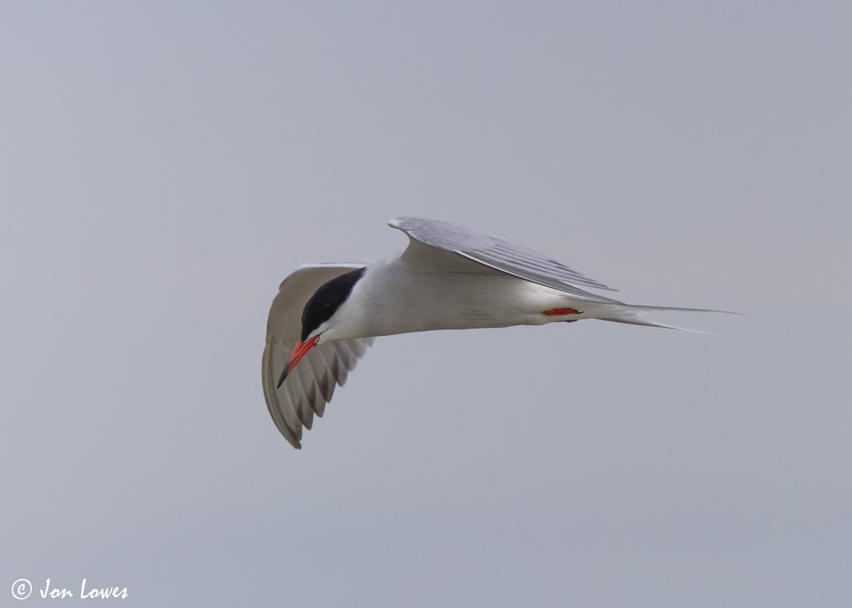 Common Tern (hirundo/tibetana) - ML623941715