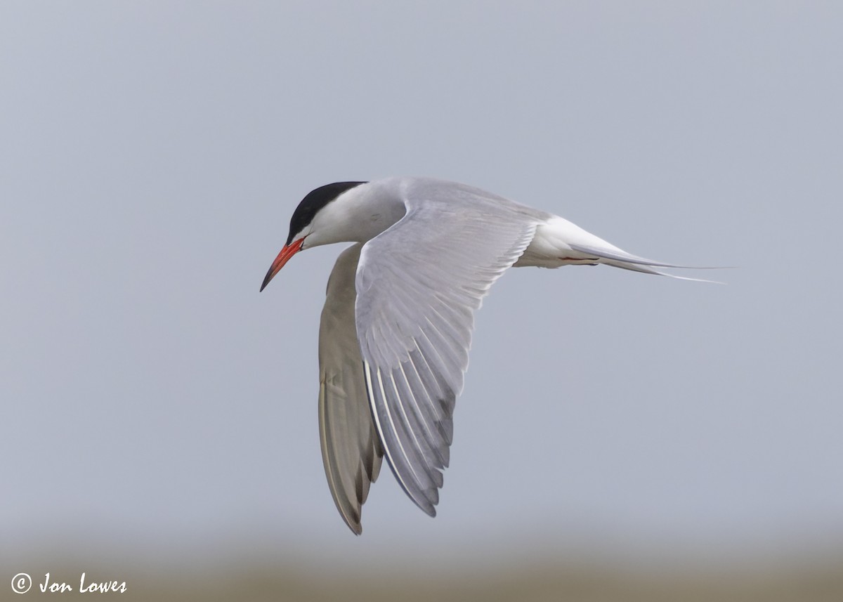 Common Tern (hirundo/tibetana) - ML623941716